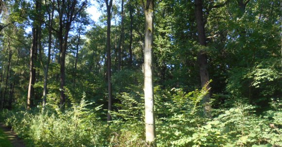 Tu jeszcze nie dotarł drwal; tylko żal, że takie wspaniałe drzewa, zlokalizowane na terenie Parku Krajobrazowego, coraz częściej są pozyskiwane dla gospodarki. Po co nam parki wytrzebione ze starych drzew